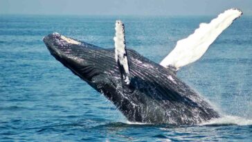 Prepárese para la temporada de avistamiento de ballenas en el Pacífico colombiano