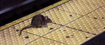 La ciudad de Nueva York emite una advertencia sobre enfermedades infecciosas transmitidas por orina de rata después de un año récord de casos reportados | Noticias de Buenaventura, Colombia y el Mundo