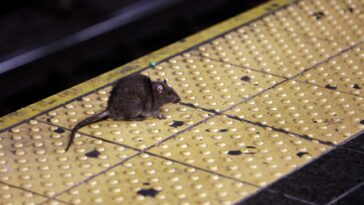 La ciudad de Nueva York emite una advertencia sobre enfermedades infecciosas transmitidas por orina de rata después de un año récord de casos reportados | Noticias de Buenaventura, Colombia y el Mundo