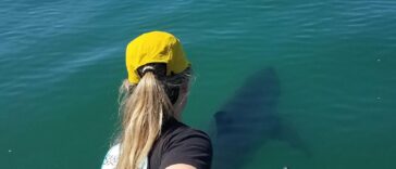 Los científicos descubren que las crías de tiburón blanco prefieren estar más cerca de la costa | Noticias de Buenaventura, Colombia y el Mundo