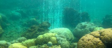 Los microbios de los arrecifes de coral apuntan a una nueva forma de evaluar la salud del ecosistema | Noticias de Buenaventura, Colombia y el Mundo