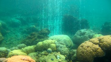Los microbios de los arrecifes de coral apuntan a una nueva forma de evaluar la salud del ecosistema | Noticias de Buenaventura, Colombia y el Mundo
