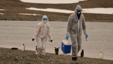Científicos investigan caída de millas de pingüinos antárticos, sospechan de gripe aviar | Noticias de Buenaventura, Colombia y el Mundo