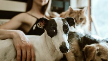 Un estudio del Reino Unido y Portugal sugiere firmemente que las "superbacterias" se transmiten de las mascotas a los dueños | Noticias de Buenaventura, Colombia y el Mundo